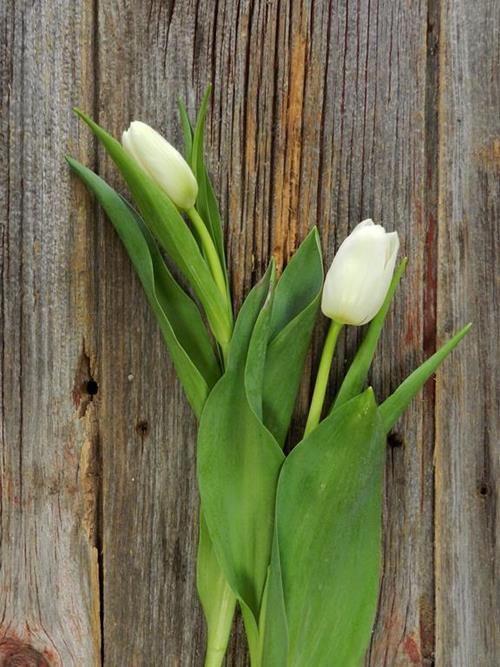 WHITE TULIPS